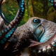 Inky the octopus, fugitive. Image: National Aquarium of New Zealand.